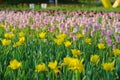 Yellow tulip bloom in the spring Royalty Free Stock Photo